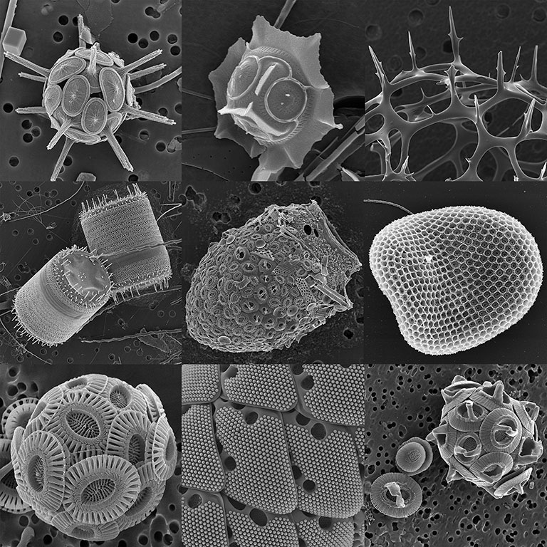 diversite-morphologique-web