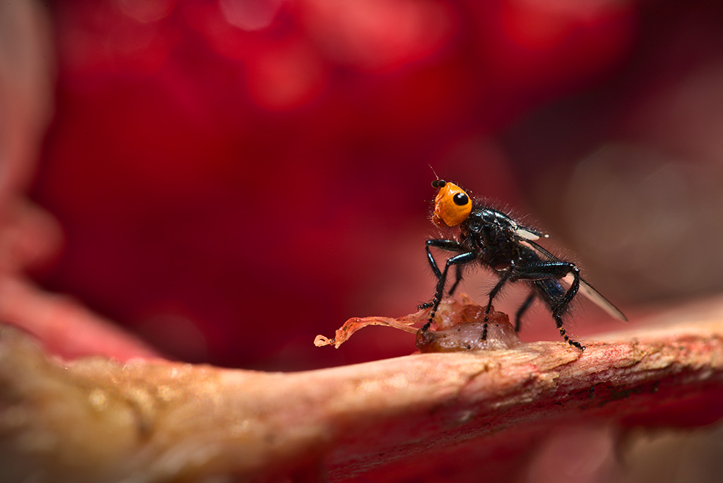 Une mouche, un cadavre et une résurrection